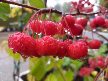 Vruchten van een sierappelboom