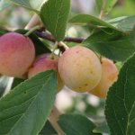 Een mini-pruimenboom kopen voor de kleine tuin of balkon
