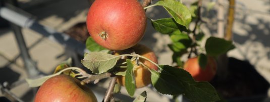 Vijf Britse appelrassen die je geproefd moet hebben
