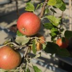 Vijf Britse appelrassen die je geproefd moet hebben