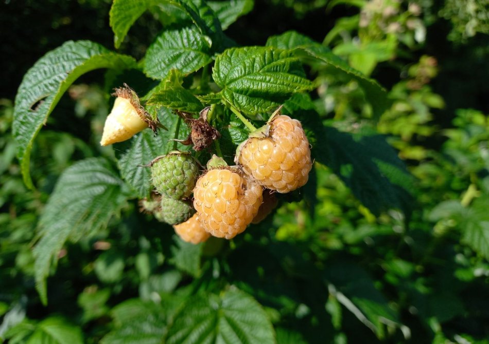 Wow! Dit fruit heeft een andere kleur dan je verwacht