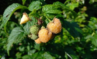 Wow! Dit fruit heeft een andere kleur dan je verwacht