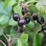 Waarom heten zoveel zwarte bessen Ben?