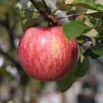 Stoofappels: welke appelrassen zijn het beste geschikt om te stoven?