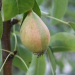 Vijf peren met een verhaal