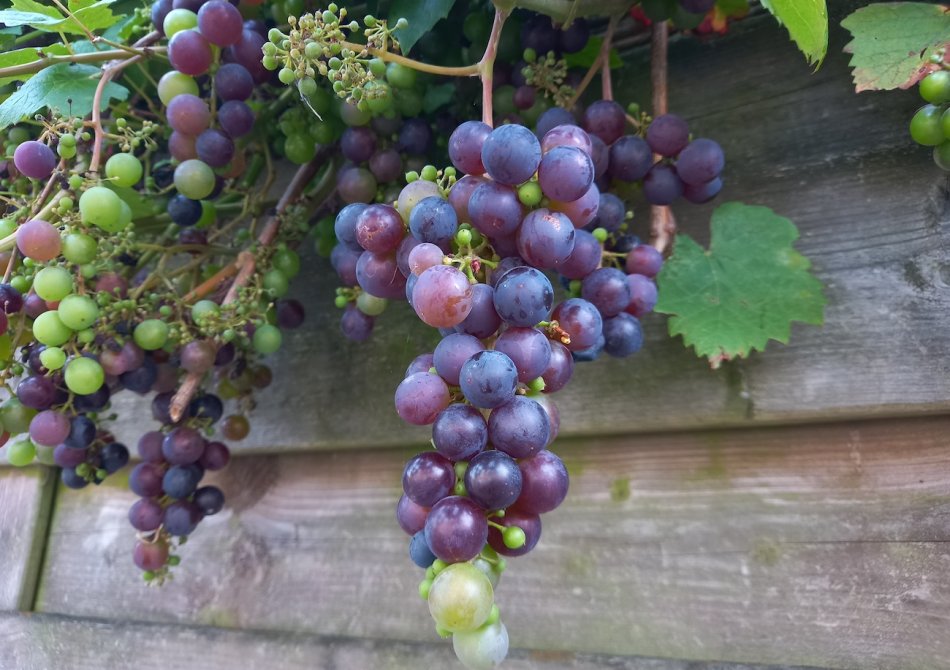 De beste soorten druiven om te eten uit de tuin