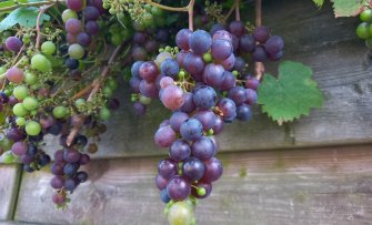 De beste soorten druiven om te eten uit de tuin