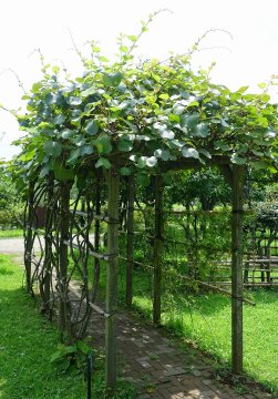 Kiwi aan pergola
