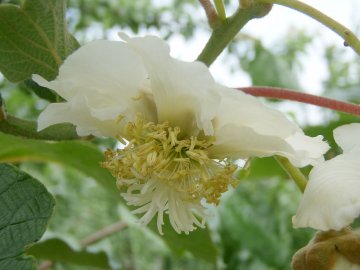 Vrouwelijke bloem kiwi