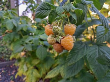 Gele frambozen golden everest
