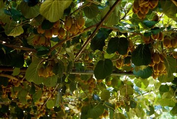 Kiwi's aan dakvorm
