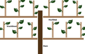 Diagram snoeien kiwi
