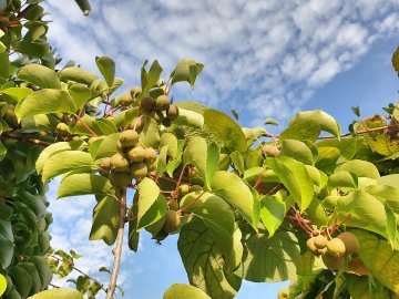 Kiwibes plant met vruchten