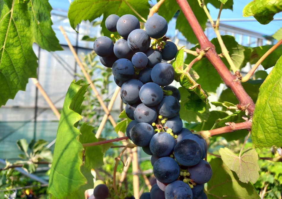 De 5 beste pitloze druiven voor nederland