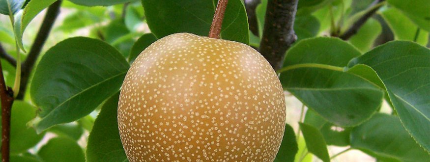 Foto van fruit van Nashiperen (沙梨)