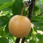 Fruit van Nashiperen (沙梨)
