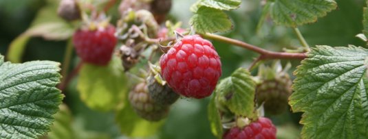 Welke soorten frambozen zijn er? Een overzicht van de lekkerste frambozensoorten