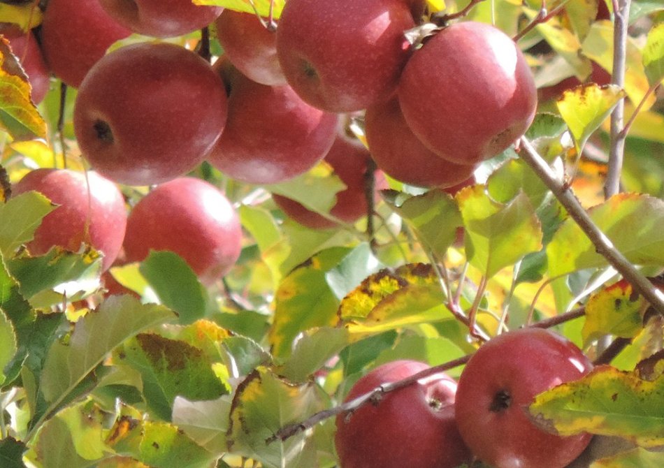 Pink Lady ®, Kanzi ® of Tessa ® appelboom in de tuin? Waarom dat (waarschijnlijk) niet kan