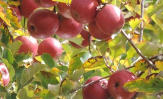 Pink Lady ®, Kanzi ® of Tessa ® appelboom in de tuin? Waarom dat (waarschijnlijk) niet kan