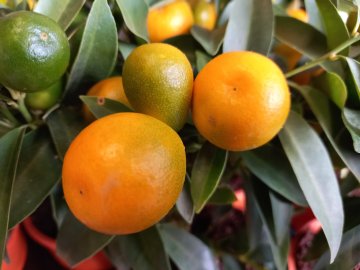 Kumquat