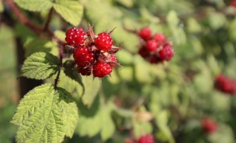 Deze fruitsoorten pluk je in augustus uit je eigen tuin!