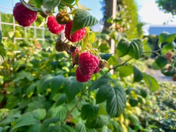 Frambozen in de tuin