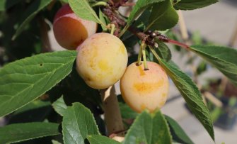 De leukste gele pruimen voor in de tuin