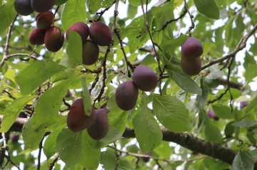 Pruimen aan een pruimenboom