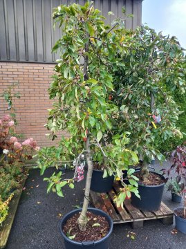 Deze appelboom is op 1 november zijn blad nog niet verloren. Appelboom in de winkel