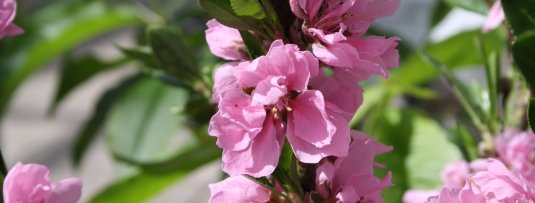 Welke fruitbomen hebben roze bloesem?