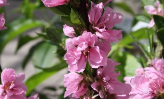 Welke fruitbomen hebben roze bloesem?