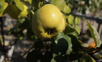 De 3 leukste fruittuin cadeau's voor de moestuinliefhebber in 2023