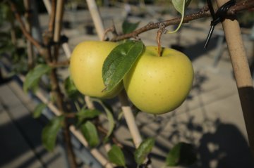 Golden Delicious appels