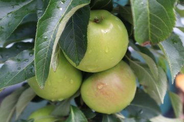 Gold Sensation appels aan een boom
