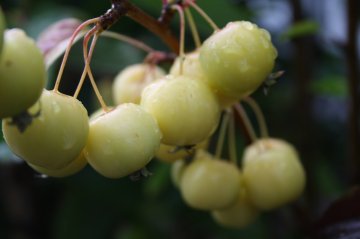 Golden Hornet appels