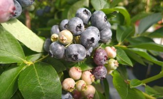 Welke blauwe bes voor in pot? Dit zijn onze favorieten!