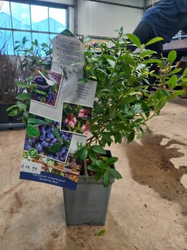 Sunshine Blue struik in pot