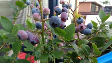 Blauwe besse aan een struik in pot