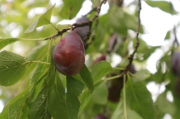 Blauw-paarse kwets in een hoogstam boom