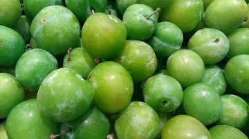 Reine Claude Verte pruimen