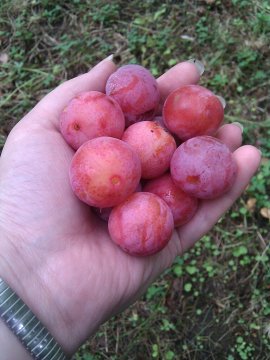 Blauwe pruimen in een hand