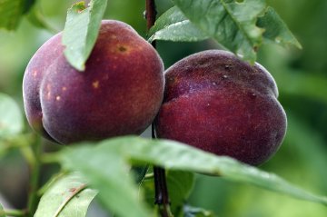 Bloedperziken aan boom