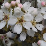 5 fruitbomen met de mooiste witte bloesem