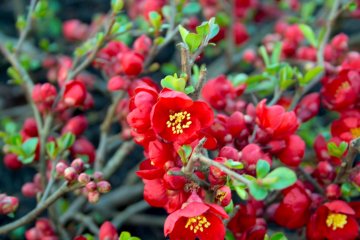 Rode bloemen van de japanse dwergkwee Crimson and Gold