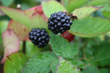 Braam van het ras 'Black Satin'