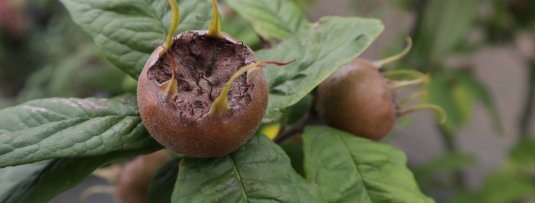 Wat kan je met mispels uit de tuin? 5 leuke recepten!
