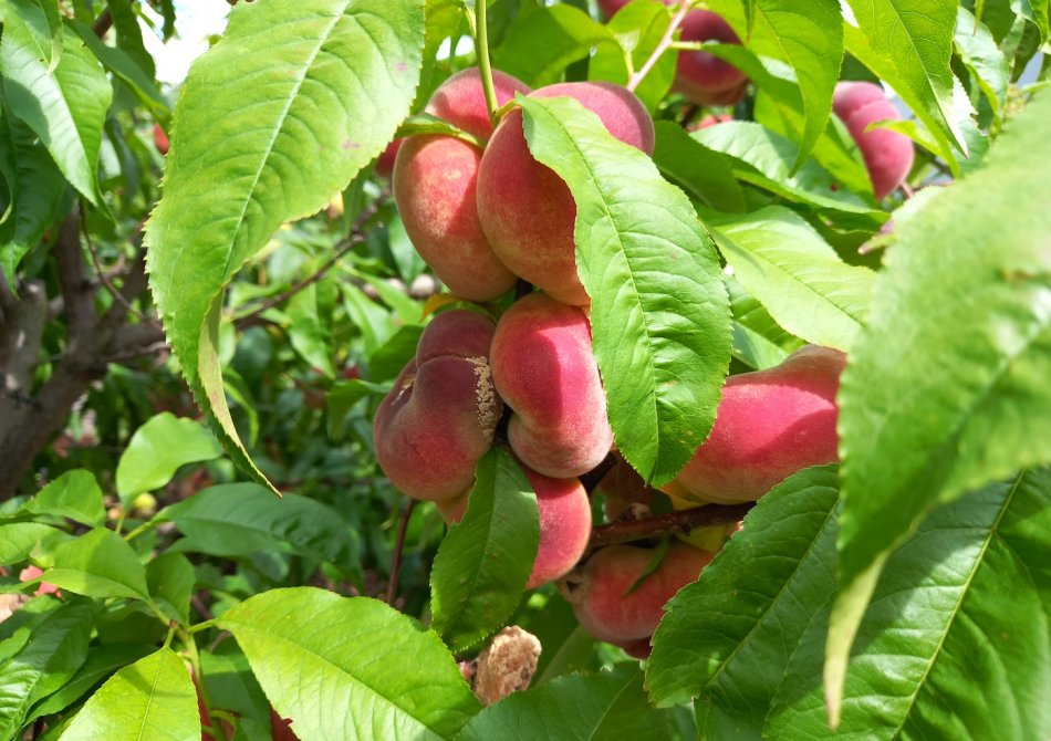 Vijf fruitrassen met een bijzondere vorm