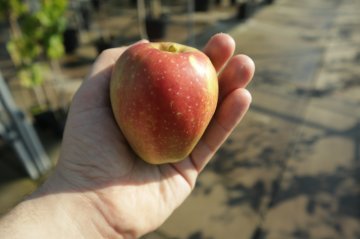 Groninger Kroon appel