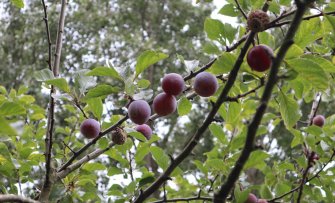 De 5 vroege pruimen die je als eerste uit je tuin kunt plukken