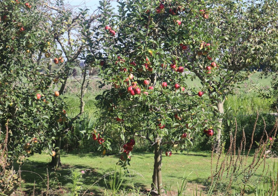 Een fruitboom op de erfgrens planten? Denk wel aan deze 8 dingen!